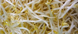 bean_sprouts