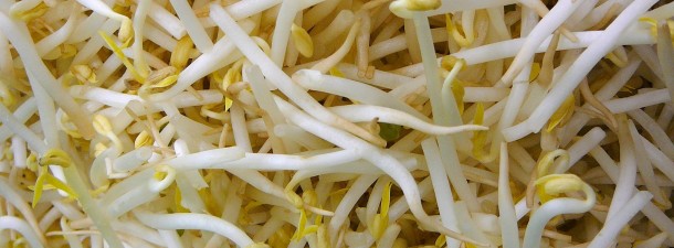 bean_sprouts